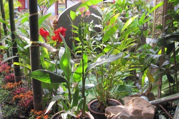 Popular Boutique Hotel (Siem Reap)